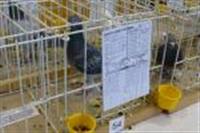 Pokaż zdjęcie w powiększeniu Gołębie zdjęcie