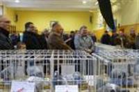 Pokaż zdjęcie w powiększeniu Gołębie zdjęcie