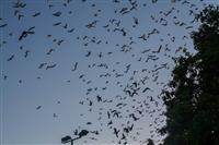 Pokaż zdjęcie w powiększeniu Gołębie zdjęcie