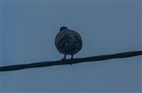 Pokaż zdjęcie w powiększeniu Gołębie zdjęcie