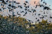 Pokaż zdjęcie w powiększeniu Gołębie zdjęcie