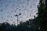 Pokaż zdjęcie w powiększeniu Gołębie zdjęcie