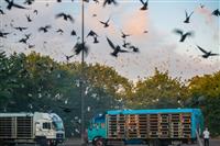 Pokaż zdjęcie w powiększeniu Gołębie zdjęcie