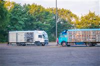 Pokaż zdjęcie w powiększeniu Gołębie zdjęcie