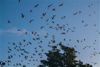 Pokaż zdjęcie w powiększeniu Gołębie zdjęcie