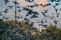 Pokaż zdjęcie w powiększeniu Gołębie zdjęcie