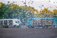 Pokaż zdjęcie w powiększeniu Gołębie zdjęcie