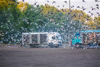 Pokaż zdjęcie w powiększeniu Gołębie zdjęcie