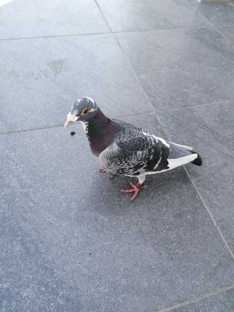 Gołąb